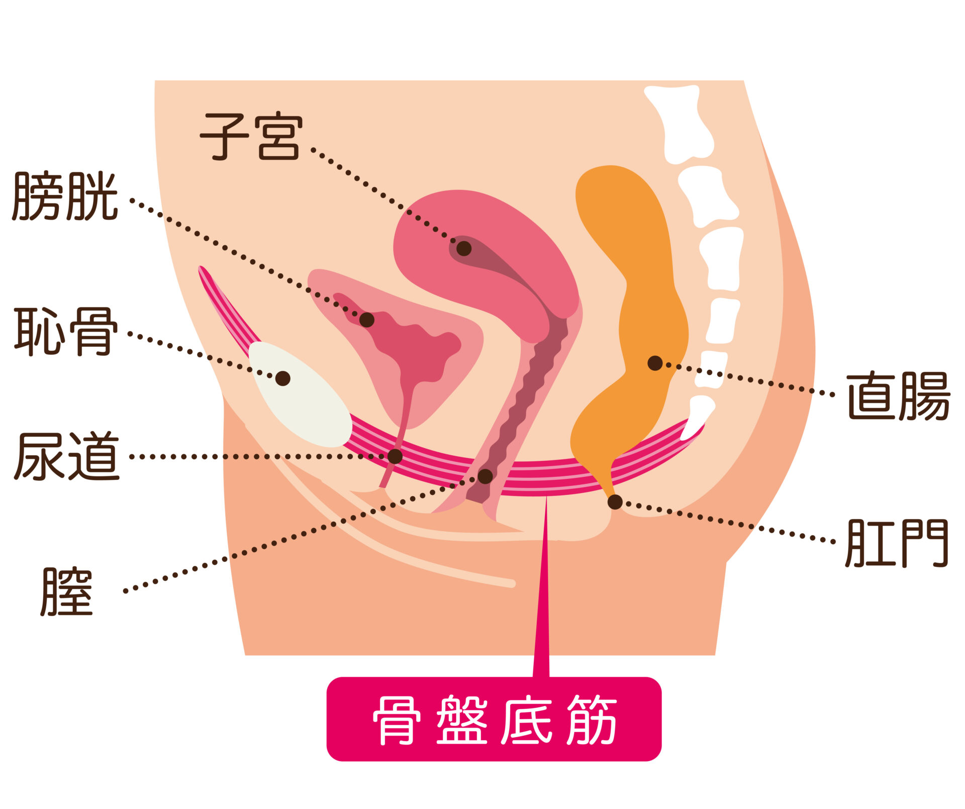 【イラスト】骨盤底筋図